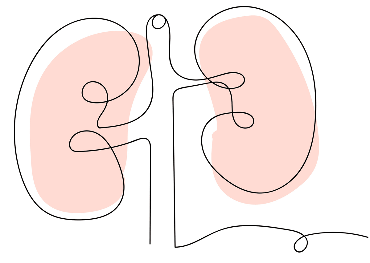 Line illustration of two kidneys